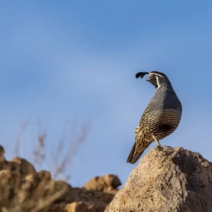 CA quail