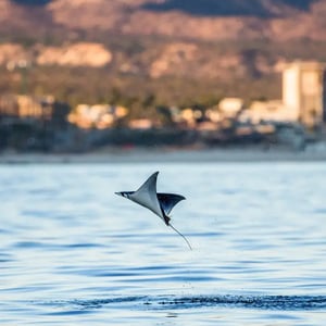 Mobula ray