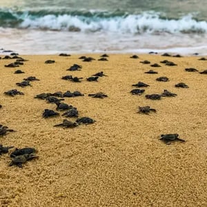 Sea Turtle release