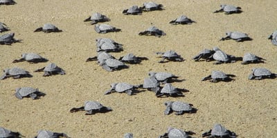 baby sea turtles